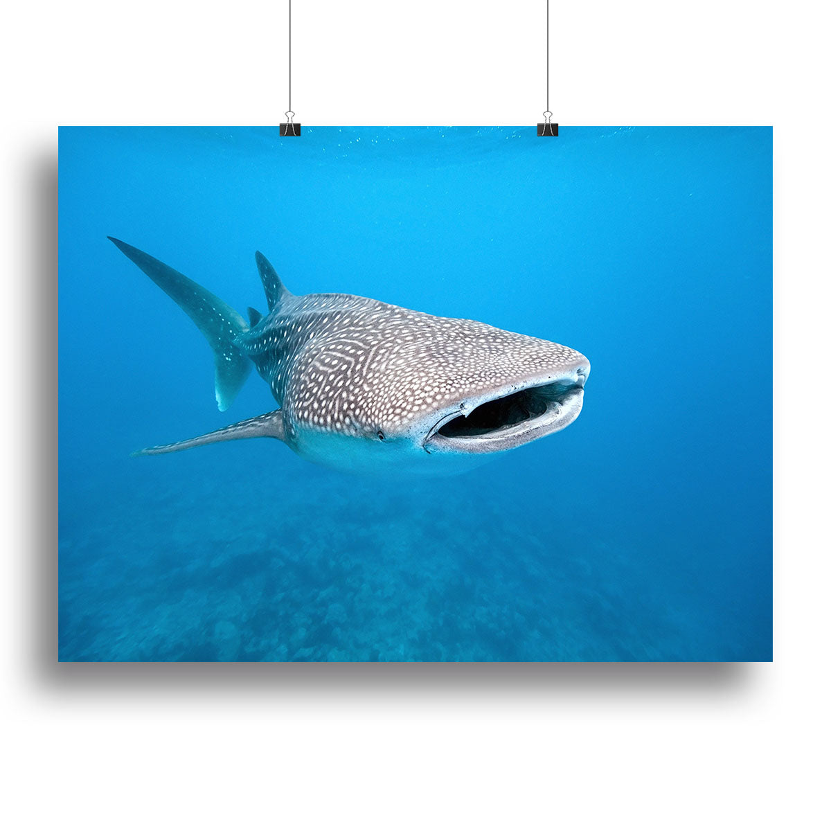 Whale shark Canvas Print or Poster - Canvas Art Rocks - 2
