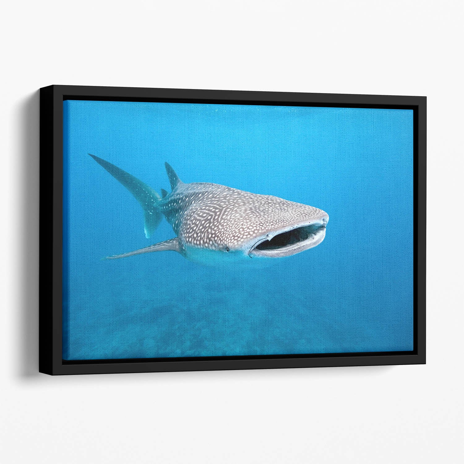 Whale shark Floating Framed Canvas