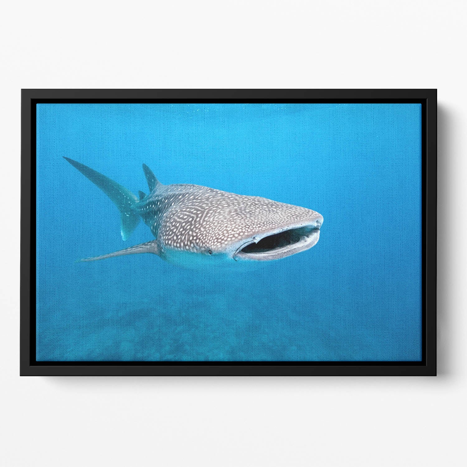 Whale shark Floating Framed Canvas