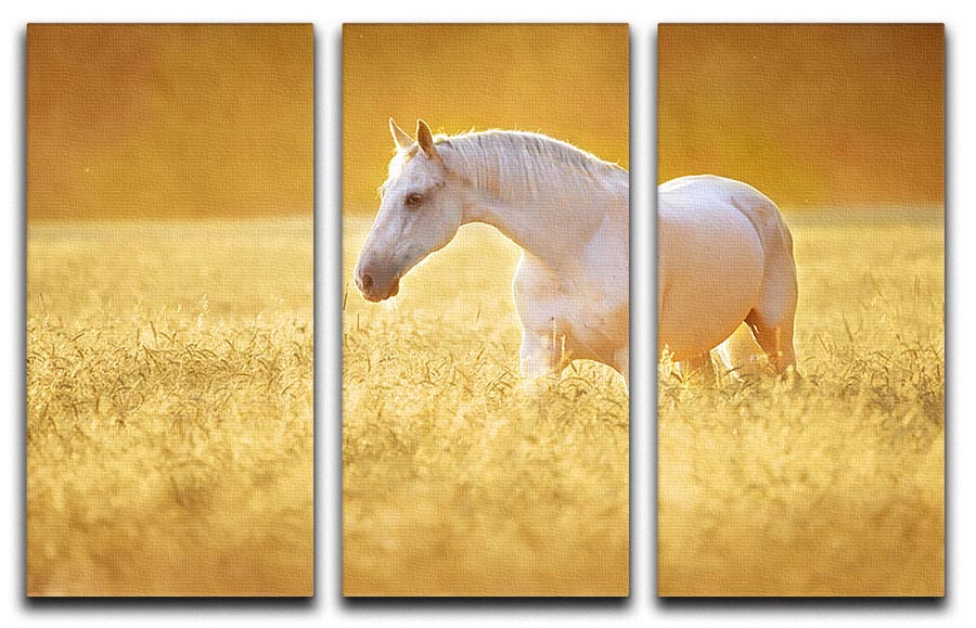 White Orlov trotter horse in rye 3 Split Panel Canvas Print - Canvas Art Rocks - 1