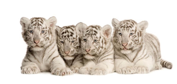 White Tiger cubs 2 months Wall Mural Wallpaper