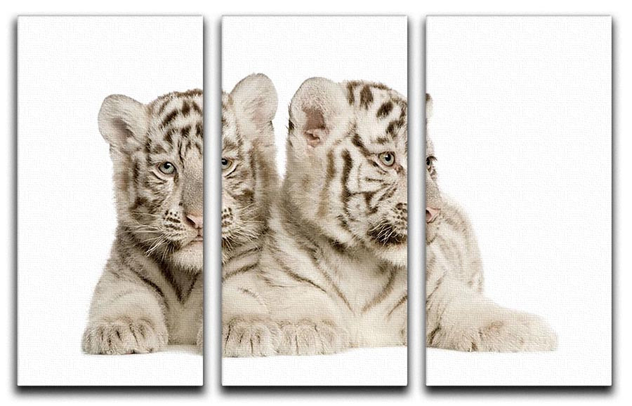 White Tiger cubs 3 Split Panel Canvas Print - Canvas Art Rocks - 1