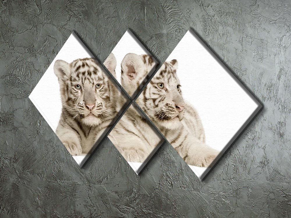 White Tiger cubs 4 Square Multi Panel Canvas - Canvas Art Rocks - 2