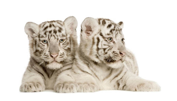 White Tiger cubs Wall Mural Wallpaper