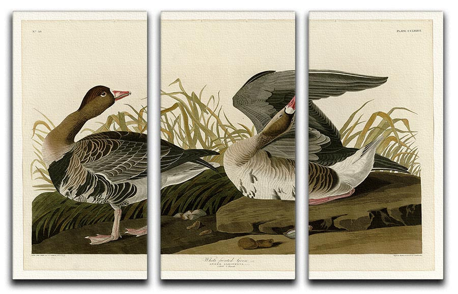 White fronted Goose by Audubon 3 Split Panel Canvas Print - Canvas Art Rocks - 1