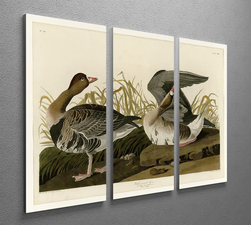 White fronted Goose by Audubon 3 Split Panel Canvas Print - Canvas Art Rocks - 2