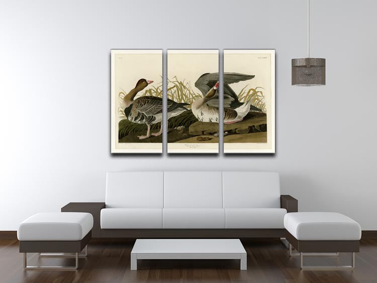 White fronted Goose by Audubon 3 Split Panel Canvas Print - Canvas Art Rocks - 3