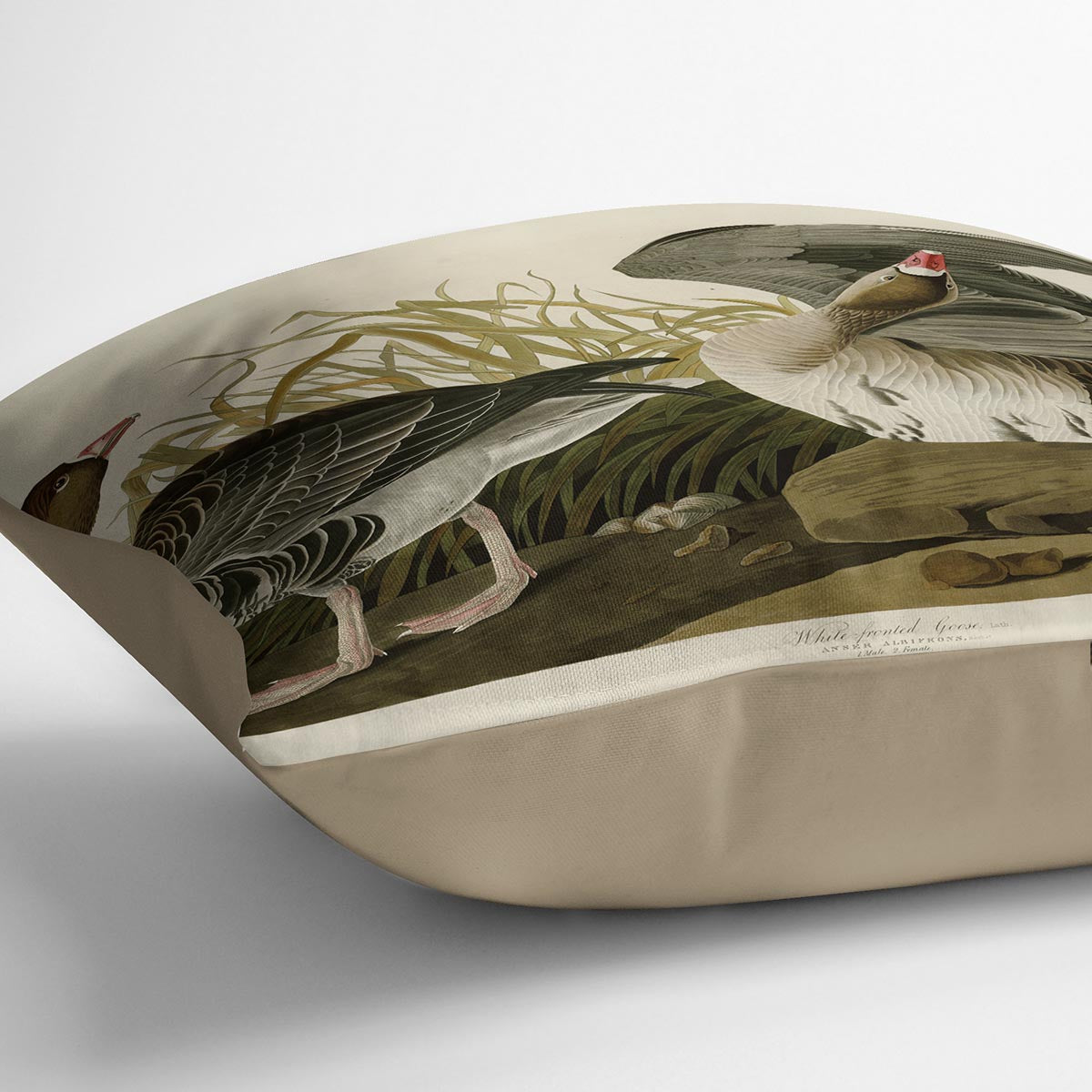 White fronted Goose by Audubon Cushion
