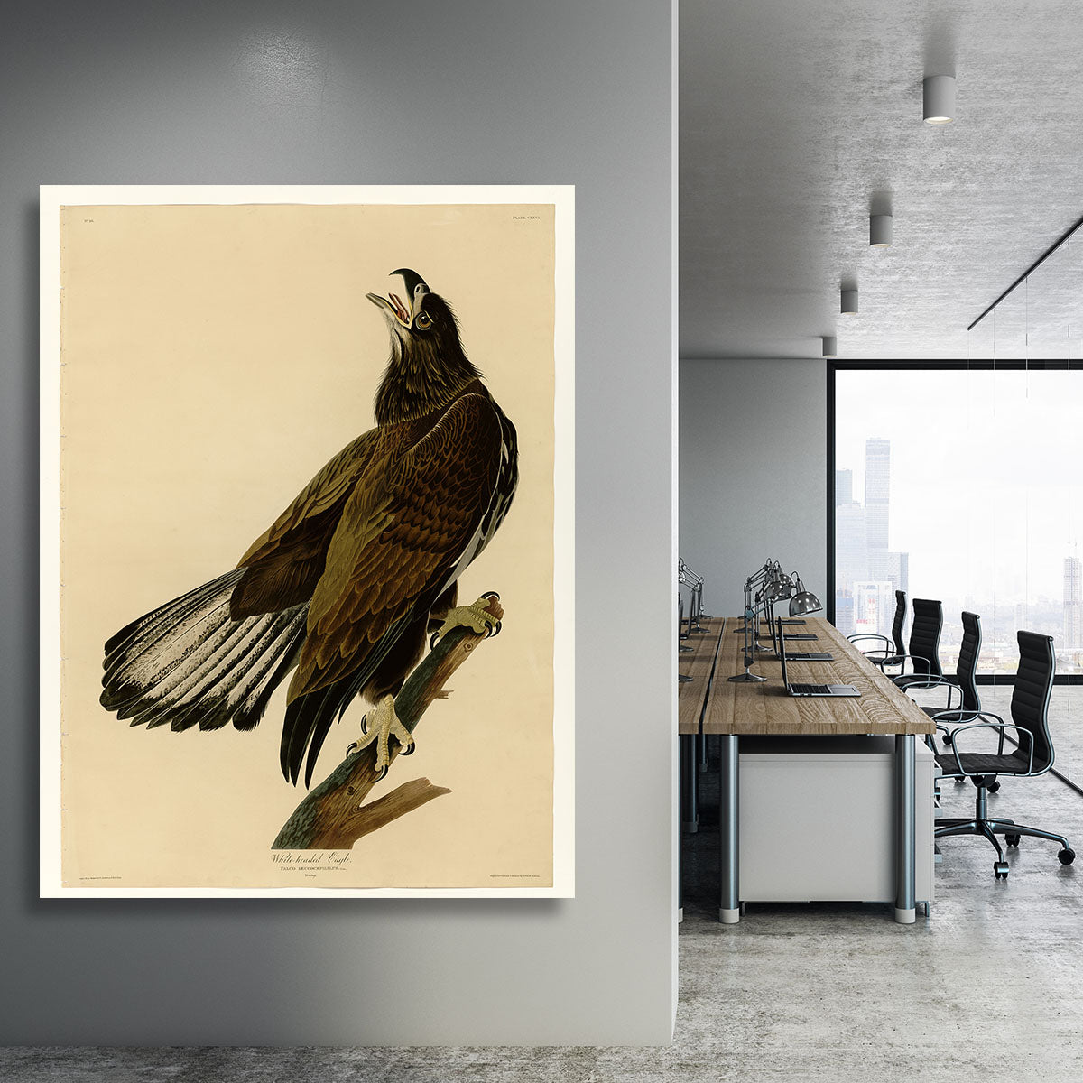 White headed Eagle 2 by Audubon Canvas Print or Poster - Canvas Art Rocks - 3