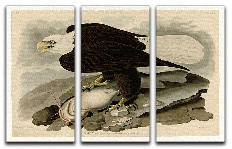 White headed Eagle by Audubon 3 Split Panel Canvas Print - Canvas Art Rocks - 1