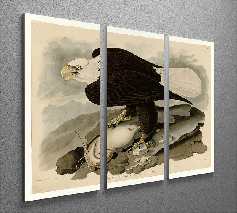White headed Eagle by Audubon 3 Split Panel Canvas Print - Canvas Art Rocks - 2