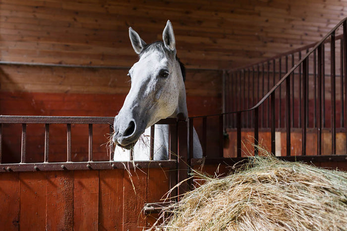 White horse eating hay in the stable Wall Mural Wallpaper