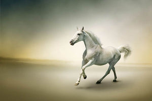 White horse in motion Wall Mural Wallpaper - Canvas Art Rocks - 1