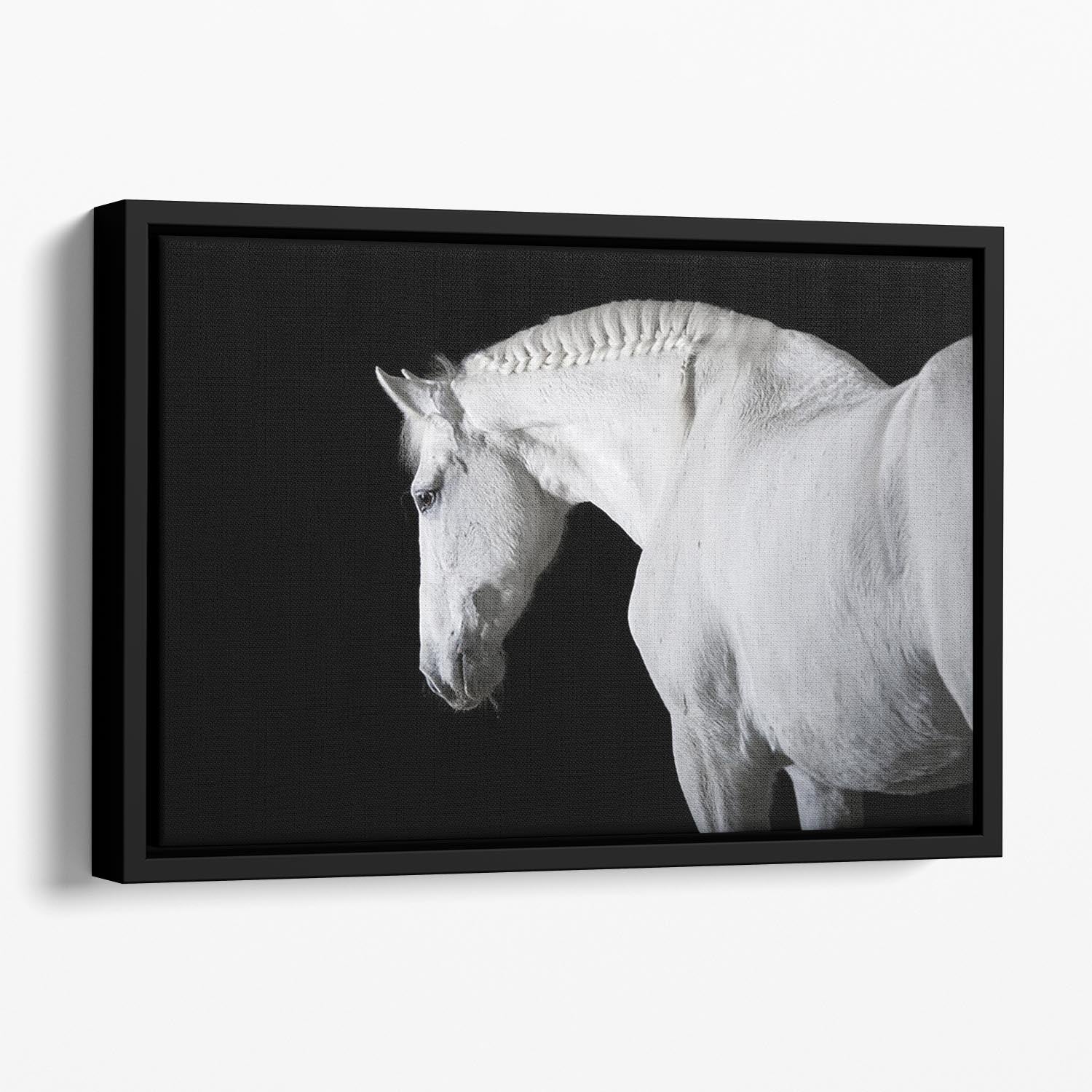 White horse on the black background Floating Framed Canvas - Canvas Art Rocks - 1