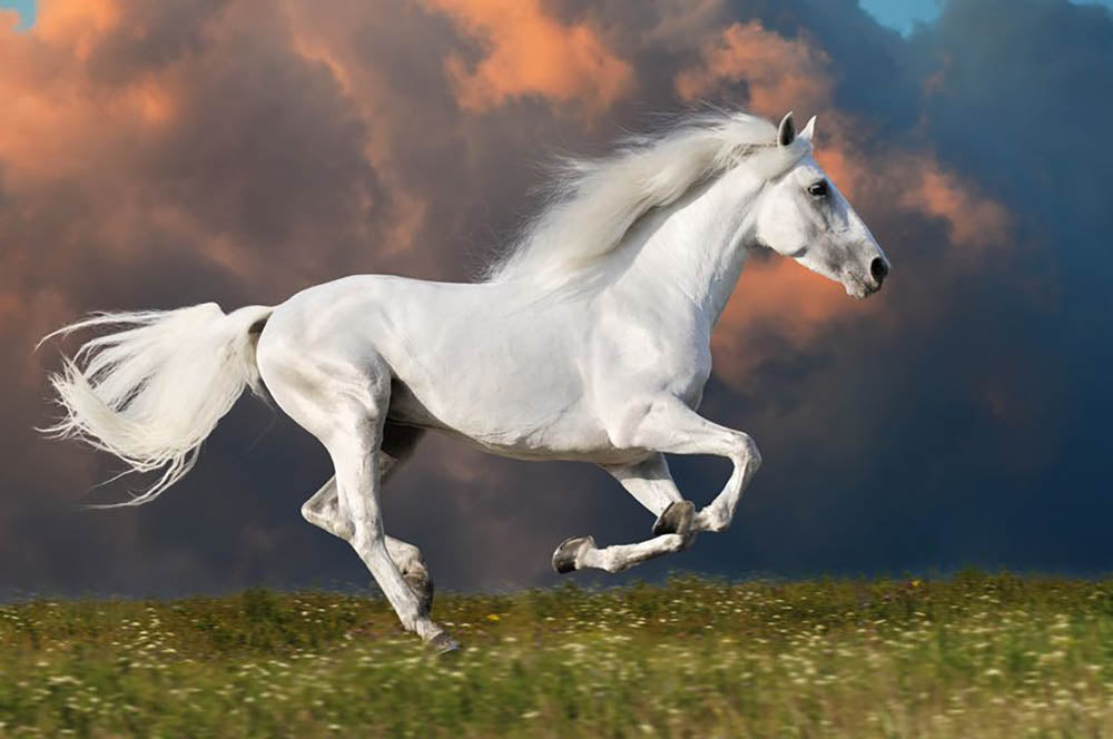 White Horse, white, horse, animals, HD wallpaper | Peakpx
