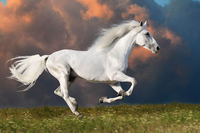 White horse runs gallop on the dark sky Wall Mural Wallpaper