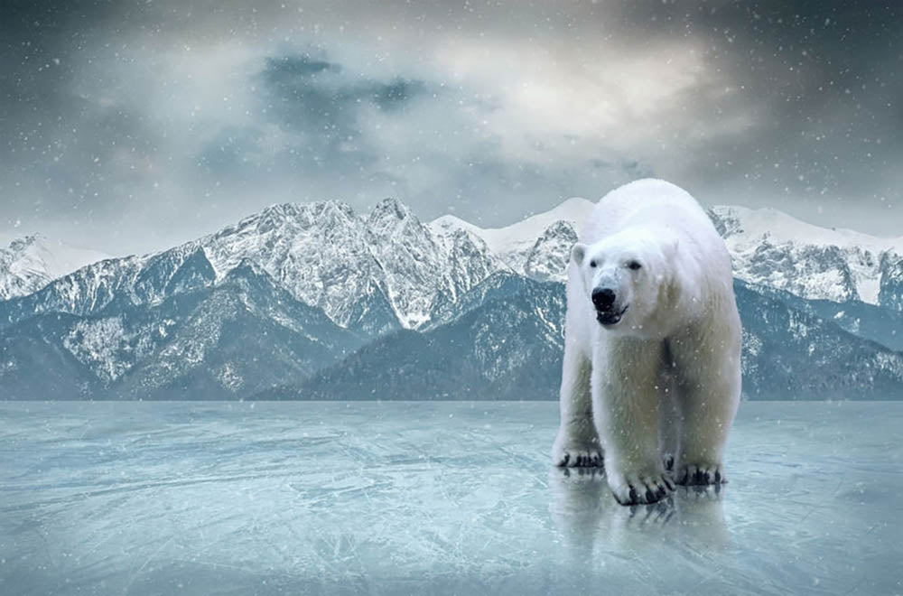 White polar bear on the ice Wall Mural Wallpaper - Canvas Art Rocks - 1
