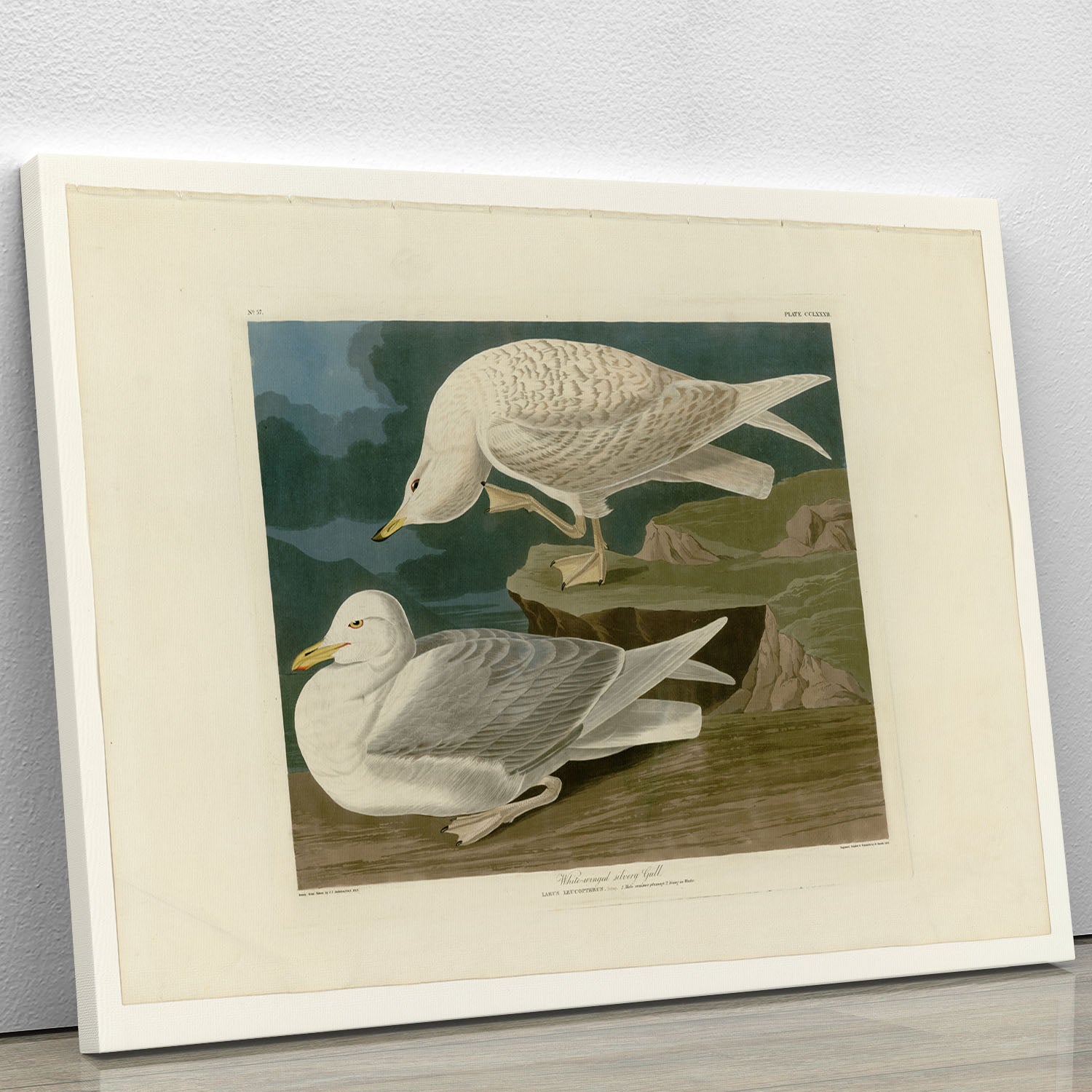 White winged silvery Gull by Audubon Canvas Print or Poster - Canvas Art Rocks - 1