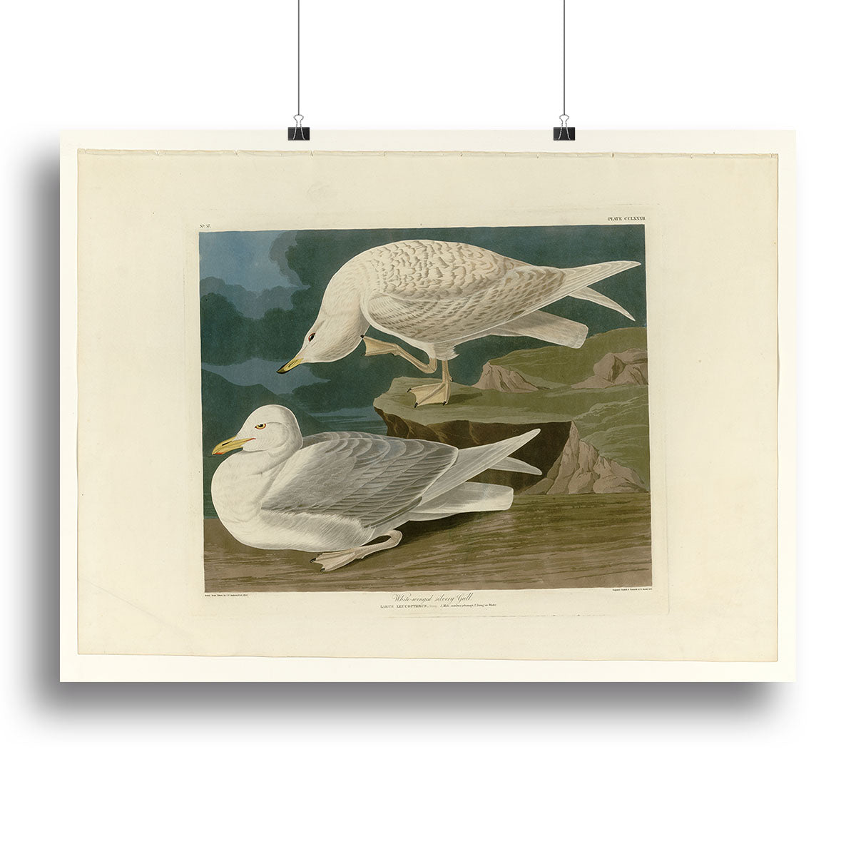 White winged silvery Gull by Audubon Canvas Print or Poster - Canvas Art Rocks - 2