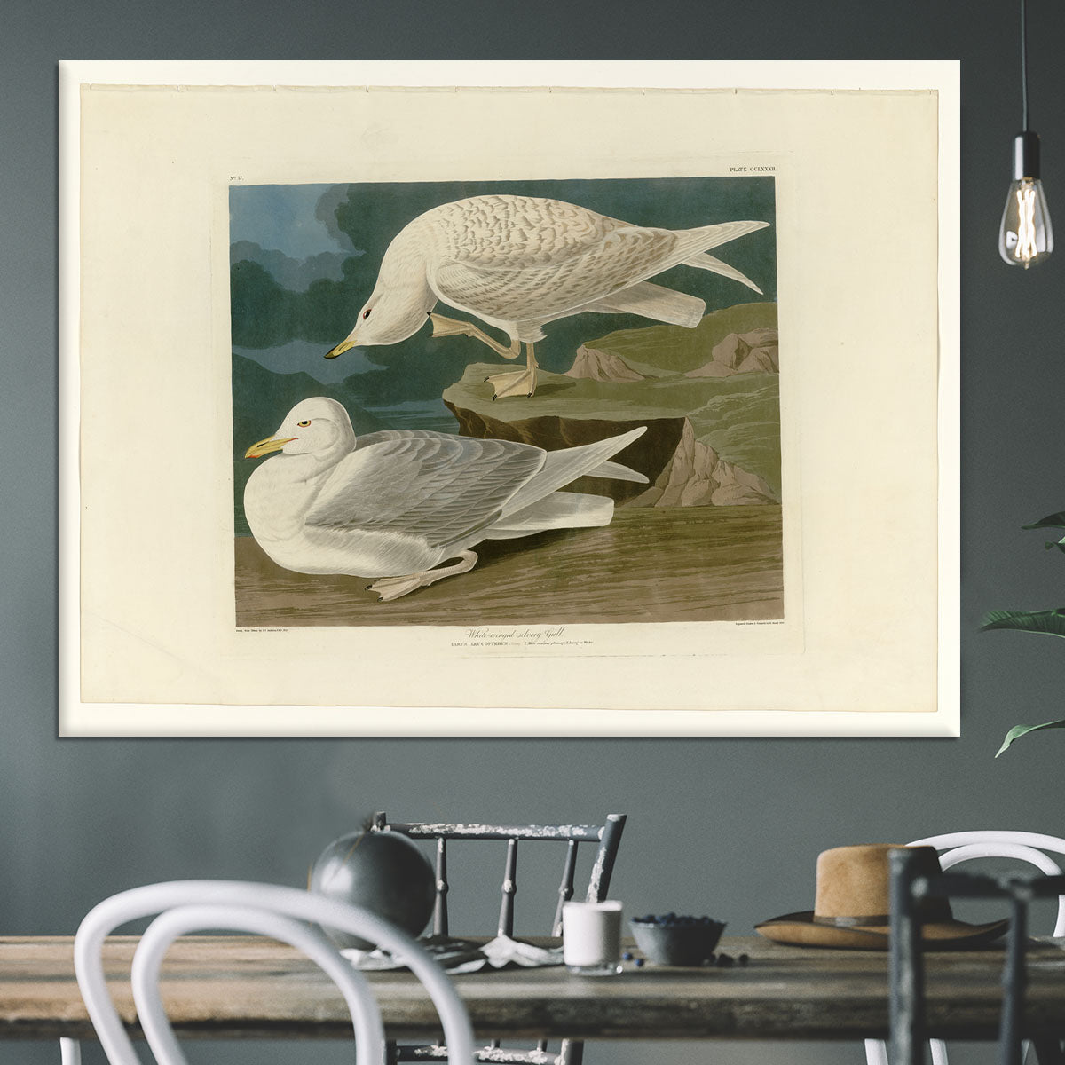 White winged silvery Gull by Audubon Canvas Print or Poster - Canvas Art Rocks - 3