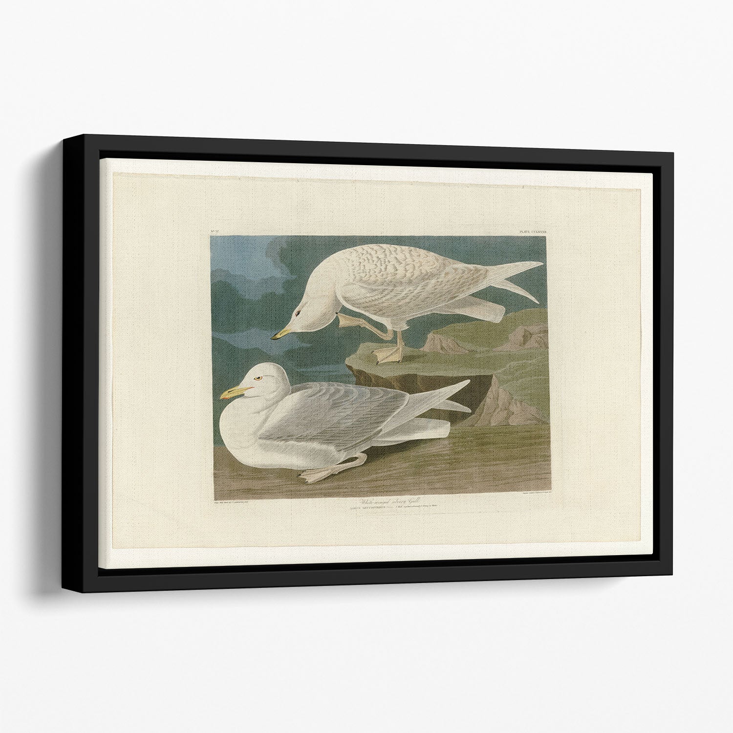White winged silvery Gull by Audubon Floating Framed Canvas
