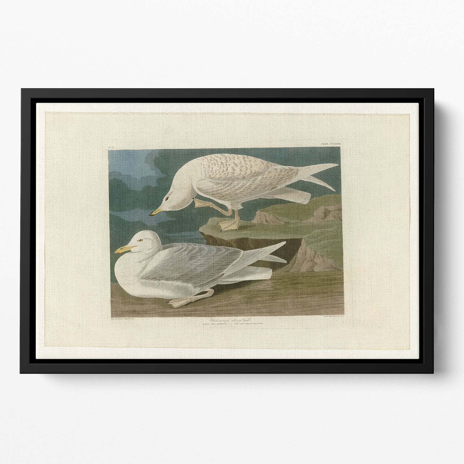 White winged silvery Gull by Audubon Floating Framed Canvas