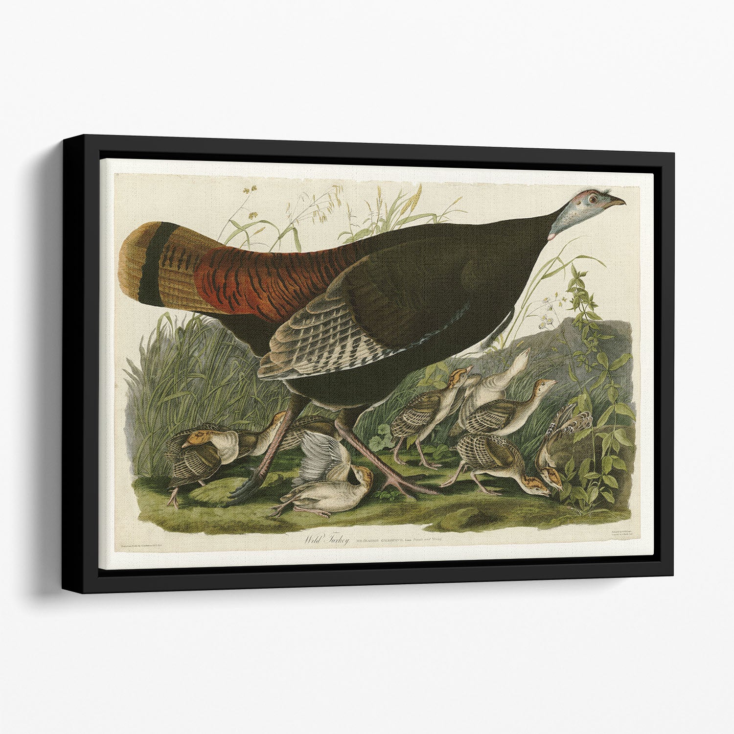 Wild Turkey 2 by Audubon Floating Framed Canvas