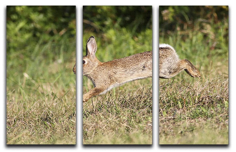 Wild cute rabbit is jumping on meadow 3 Split Panel Canvas Print - Canvas Art Rocks - 1