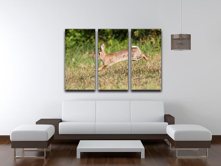 Wild cute rabbit is jumping on meadow 3 Split Panel Canvas Print - Canvas Art Rocks - 3