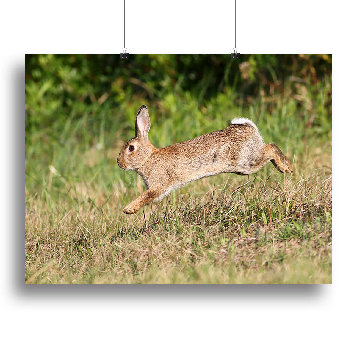 Wild cute rabbit is jumping on meadow Canvas Print or Poster - Canvas Art Rocks - 2
