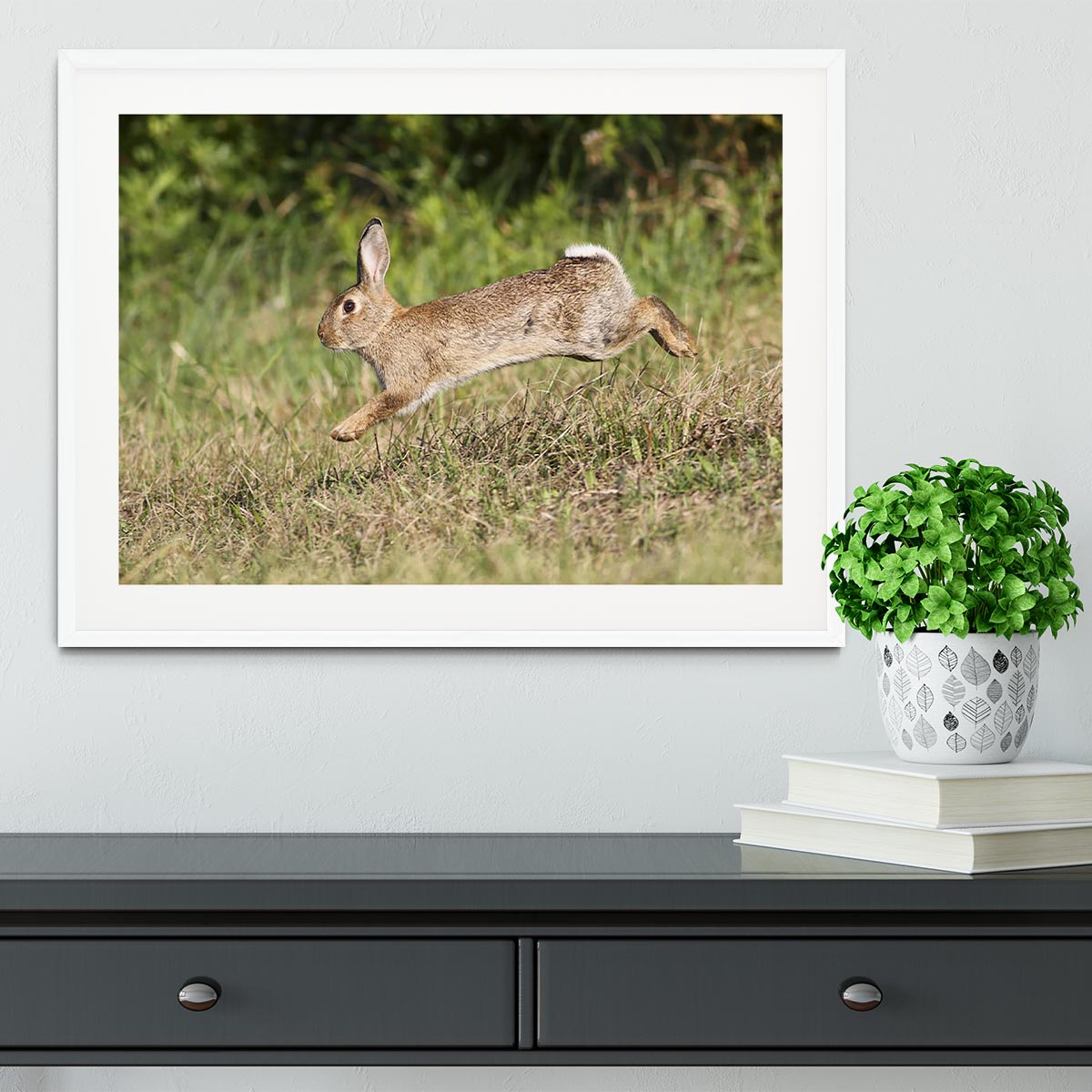 Wild cute rabbit is jumping on meadow Framed Print - Canvas Art Rocks - 5