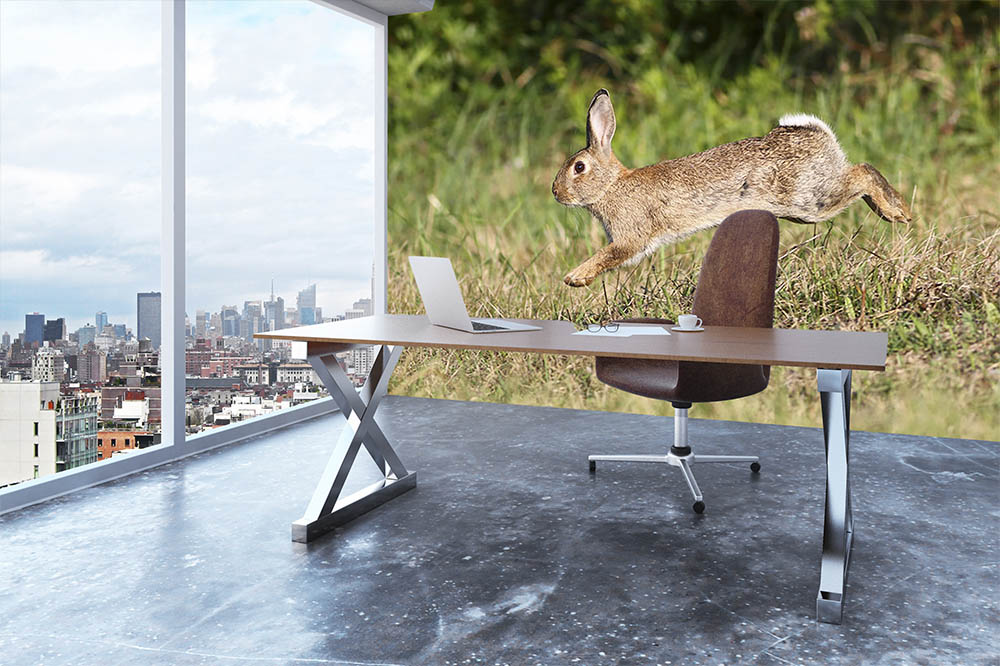 Wild cute rabbit is jumping on meadow Wall Mural Wallpaper - Canvas Art Rocks - 3