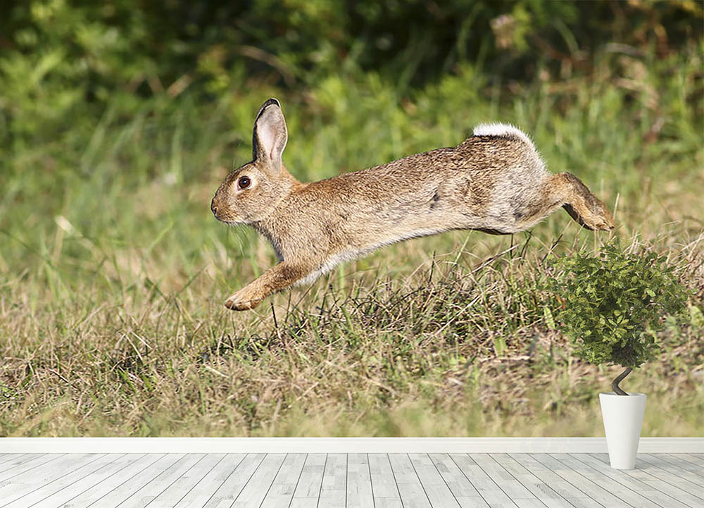 Wild cute rabbit is jumping on meadow Wall Mural Wallpaper - Canvas Art Rocks - 4