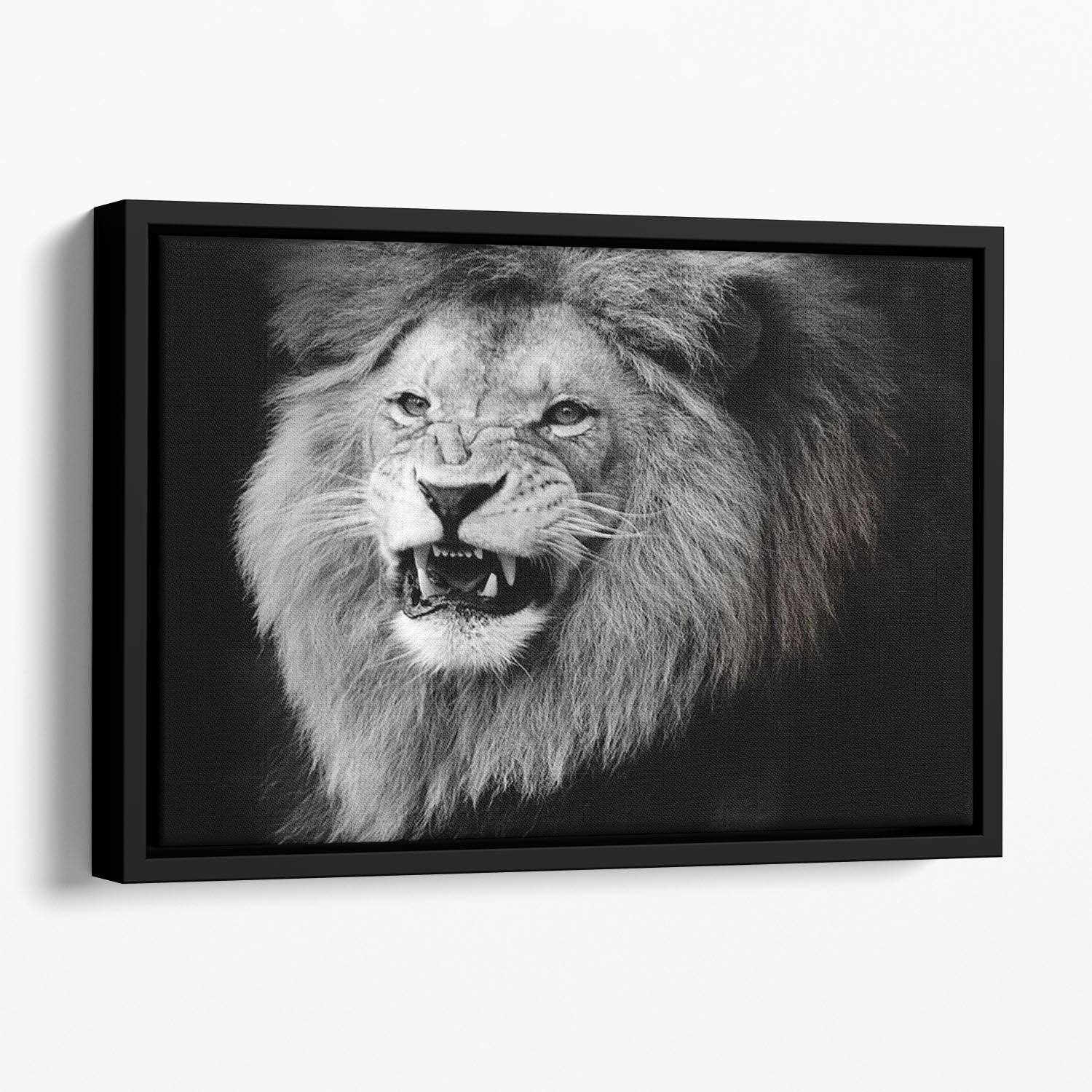 Wild lion portrait in black and white. Floating Framed Canvas - Canvas Art Rocks - 1
