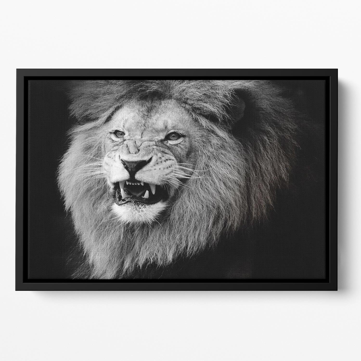 Wild lion portrait in black and white. Floating Framed Canvas - Canvas Art Rocks - 2