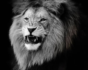 Wild lion portrait in black and white. Wall Mural Wallpaper - Canvas Art Rocks - 1