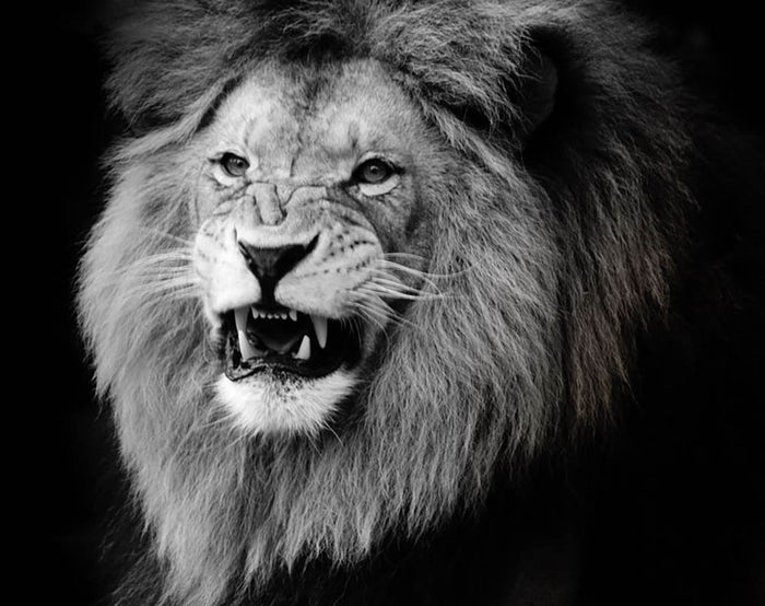 Wild lion portrait in black and white. Wall Mural Wallpaper