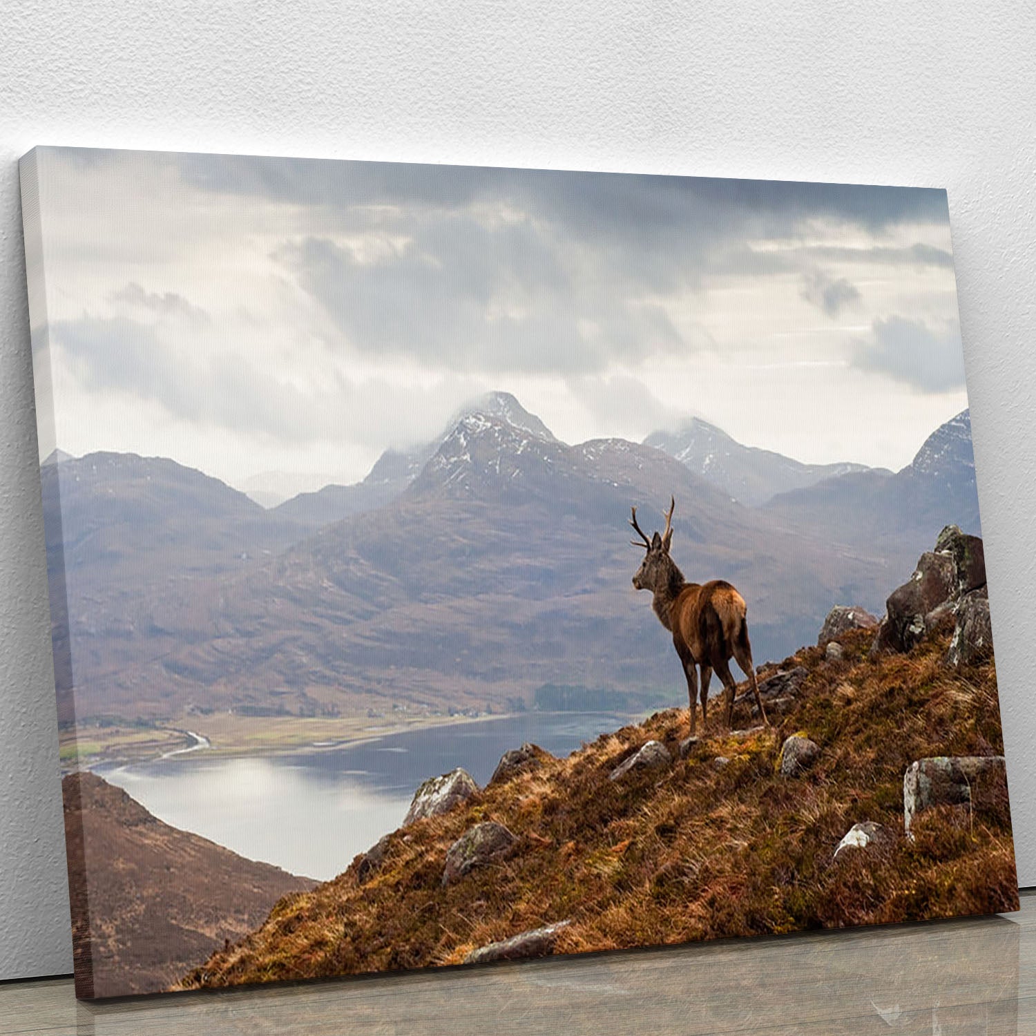 Wild stag overlooking Loch Torridon Canvas Print or Poster - Canvas Art Rocks - 1