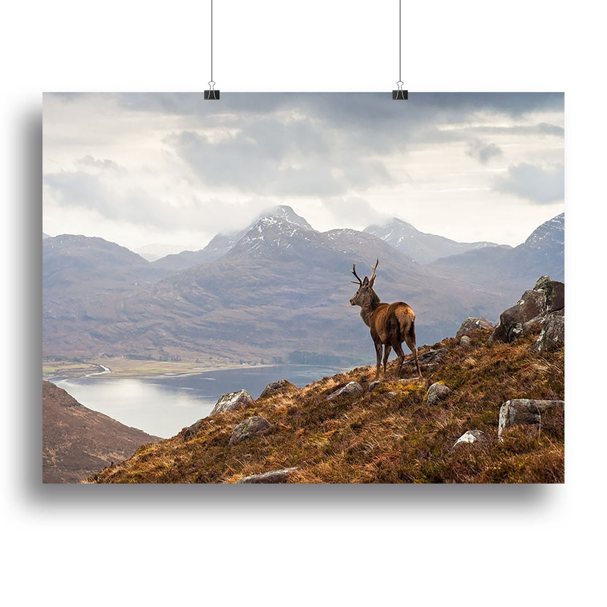 Wild stag overlooking Loch Torridon Canvas Print or Poster - Canvas Art Rocks - 2