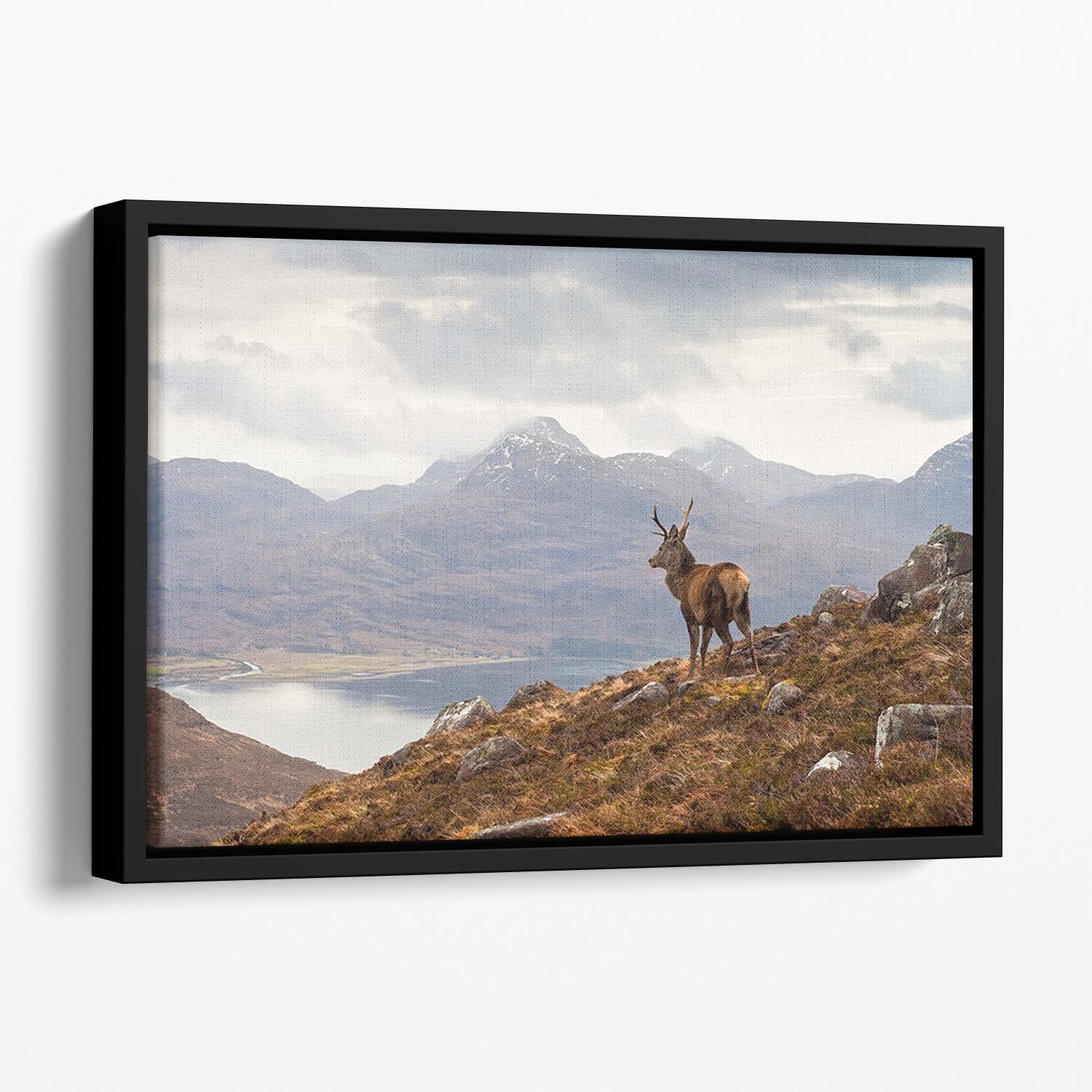 Wild stag overlooking Loch Torridon Floating Framed Canvas - Canvas Art Rocks - 1