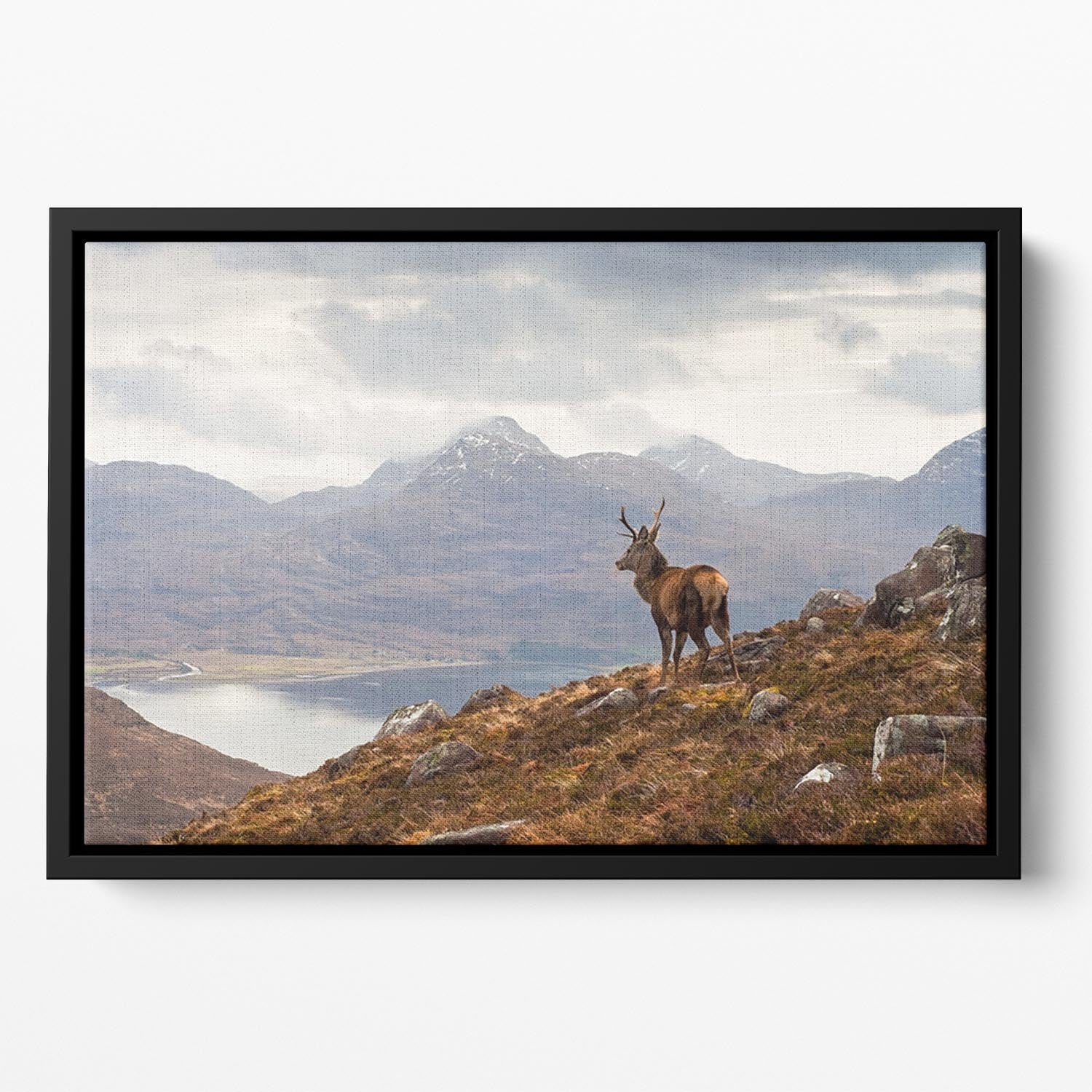 Wild stag overlooking Loch Torridon Floating Framed Canvas - Canvas Art Rocks - 2