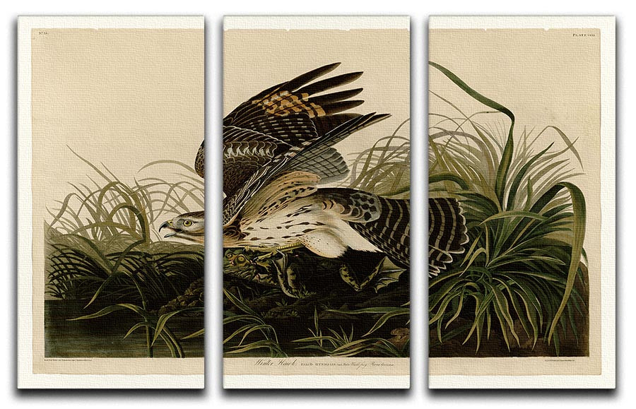 Winter Hawk by Audubon 3 Split Panel Canvas Print - Canvas Art Rocks - 1
