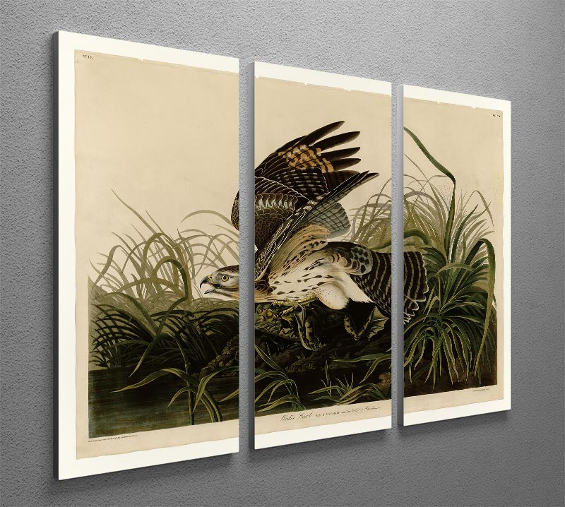 Winter Hawk by Audubon 3 Split Panel Canvas Print - Canvas Art Rocks - 2