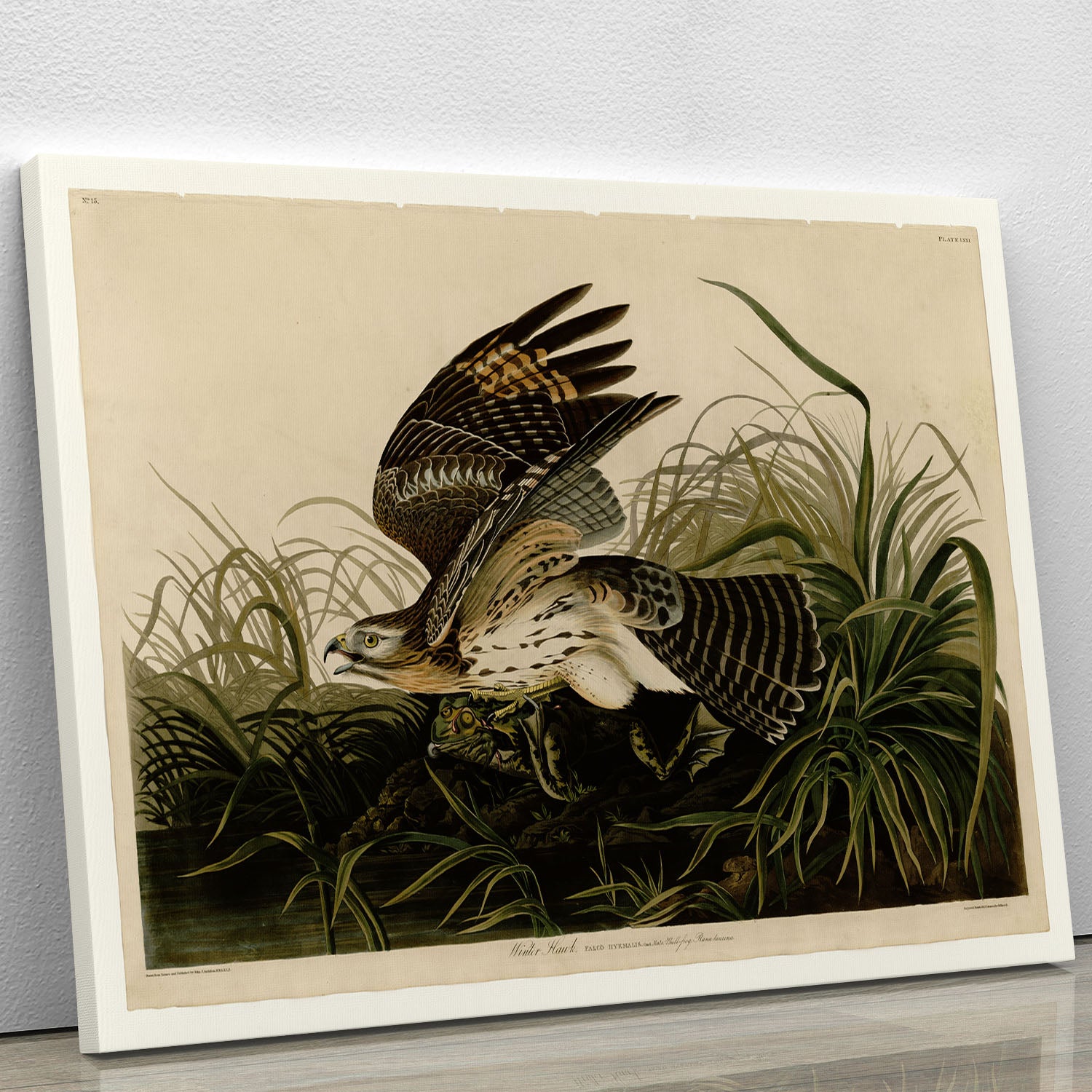 Winter Hawk by Audubon Canvas Print or Poster - Canvas Art Rocks - 1