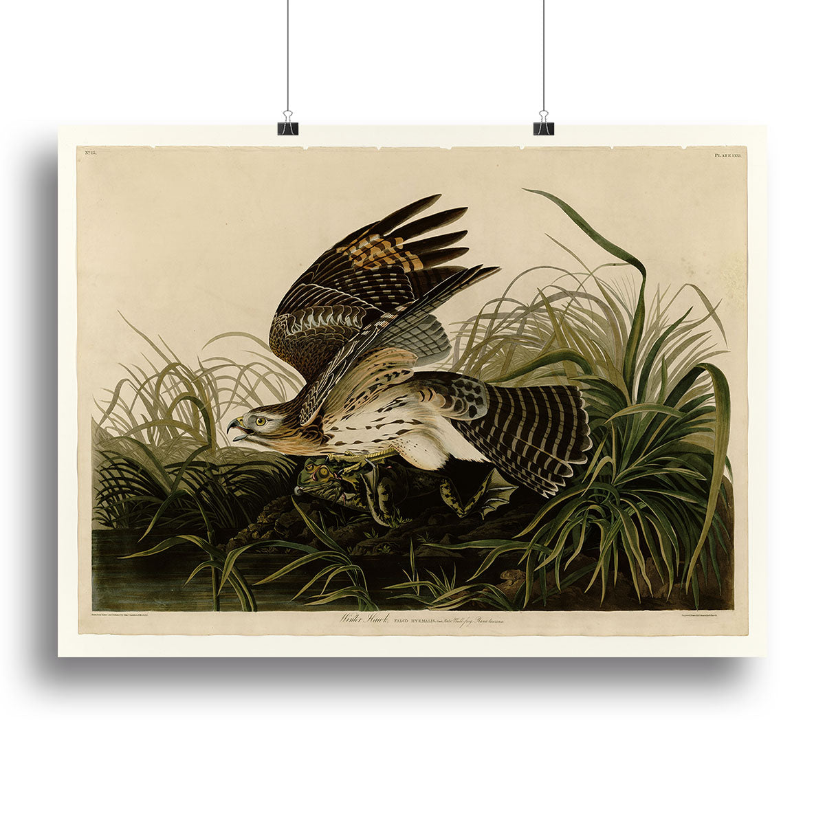 Winter Hawk by Audubon Canvas Print or Poster - Canvas Art Rocks - 2