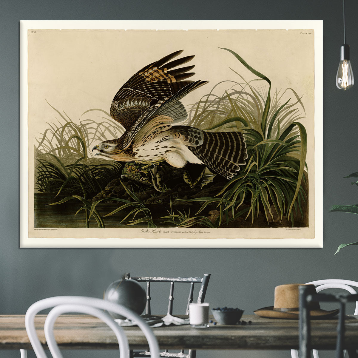 Winter Hawk by Audubon Canvas Print or Poster - Canvas Art Rocks - 3