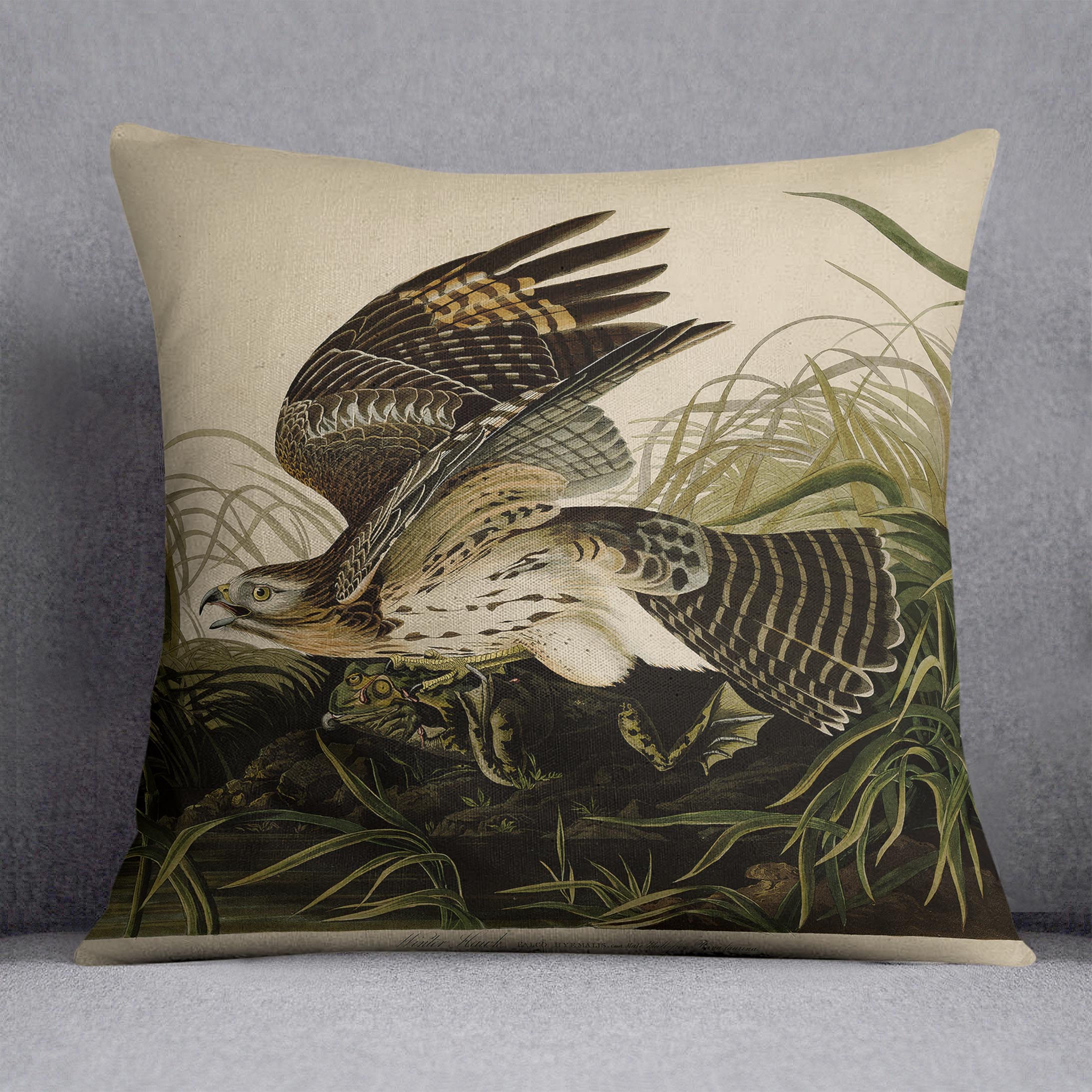 Winter Hawk by Audubon Cushion