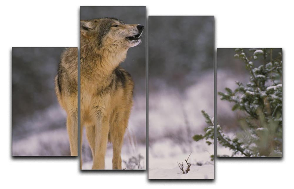 Wolf Howling in Snow 4 Split Panel Canvas - Canvas Art Rocks - 1