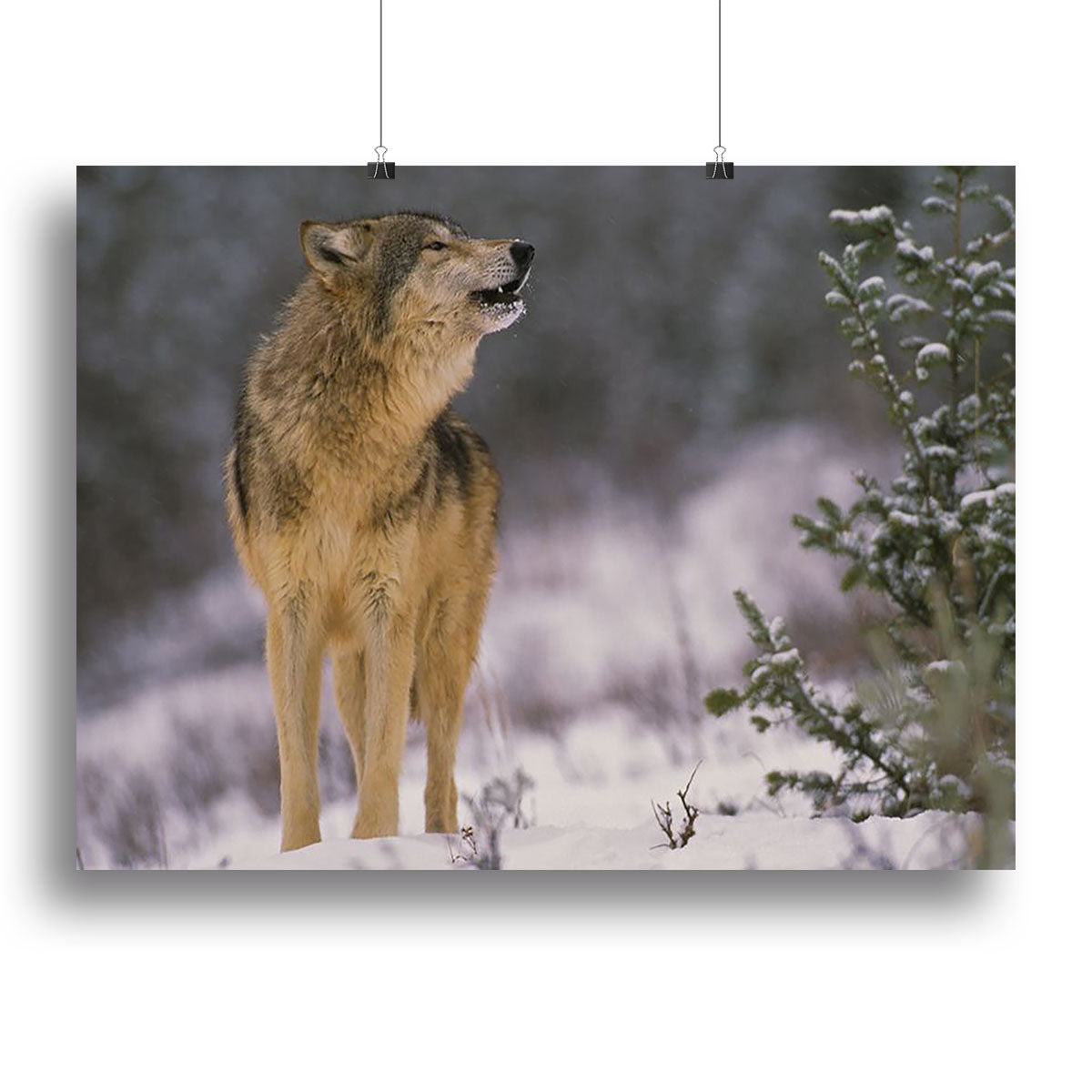 Wolf Howling in Snow Canvas Print or Poster - Canvas Art Rocks - 2