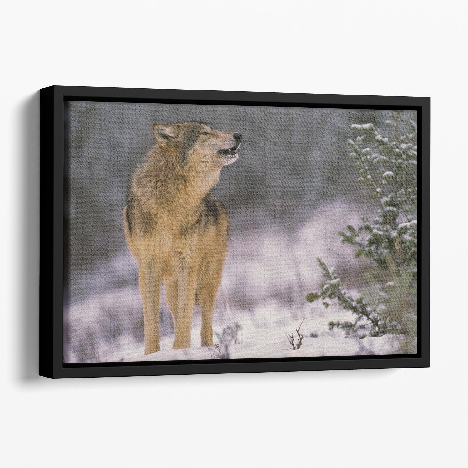 Wolf Howling in Snow Floating Framed Canvas - Canvas Art Rocks - 1